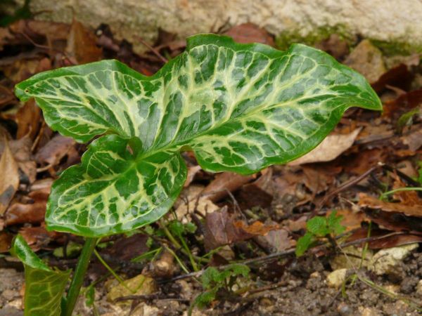 Feuille verte