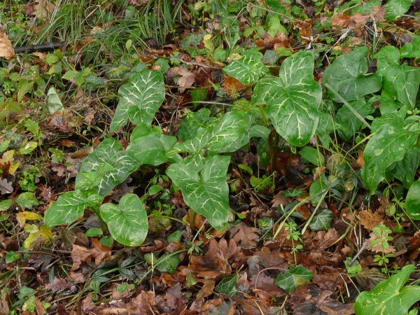 Feuilles vertes