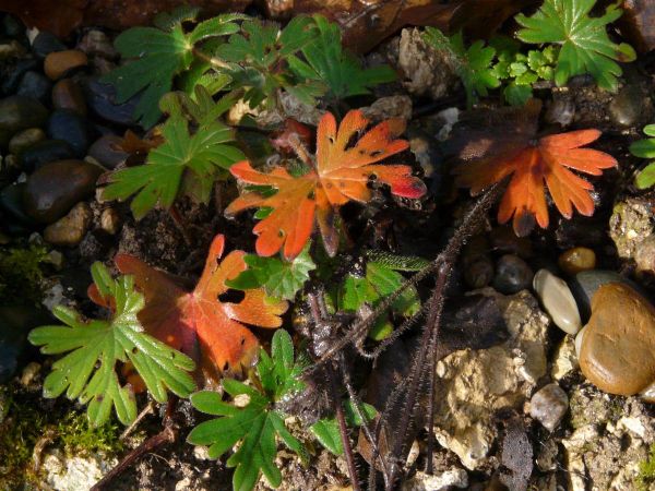 Feuilles