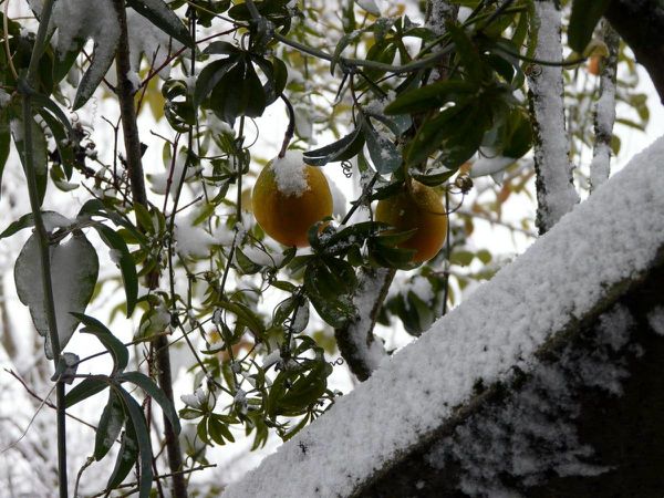Fruits passiflore sous neige