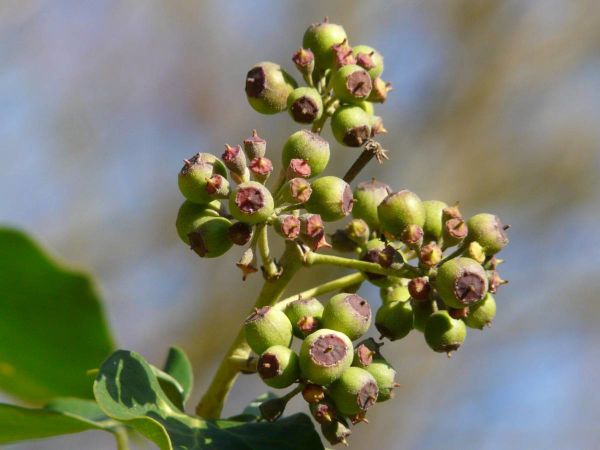 Lierre fruits apres midi