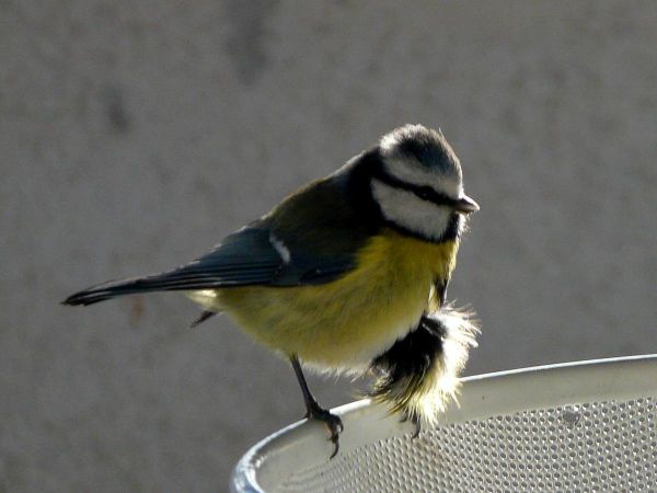 Mesange bleue-plumes en bataille