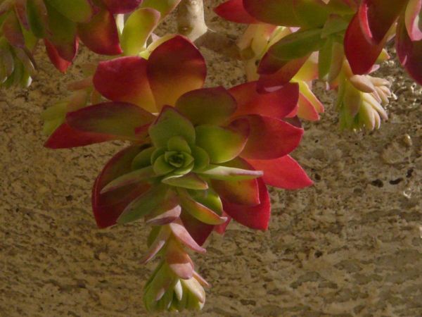 Sedum compressum01
