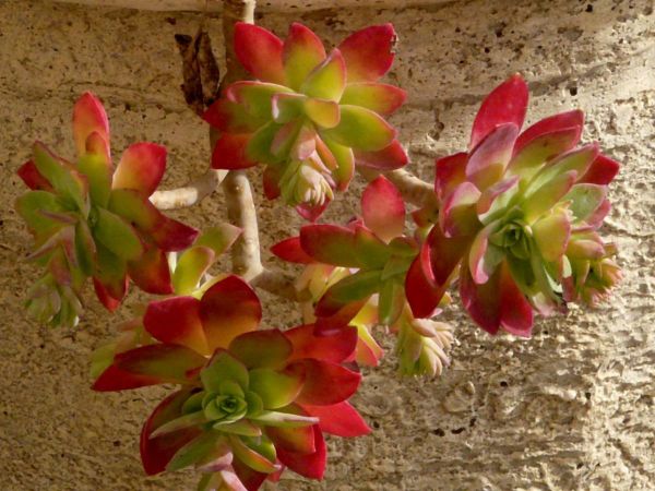 Sedum compressum02