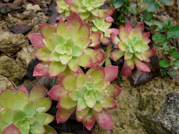 Sedum compressum03
