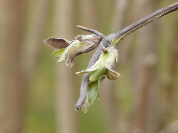 bourgeons clématite