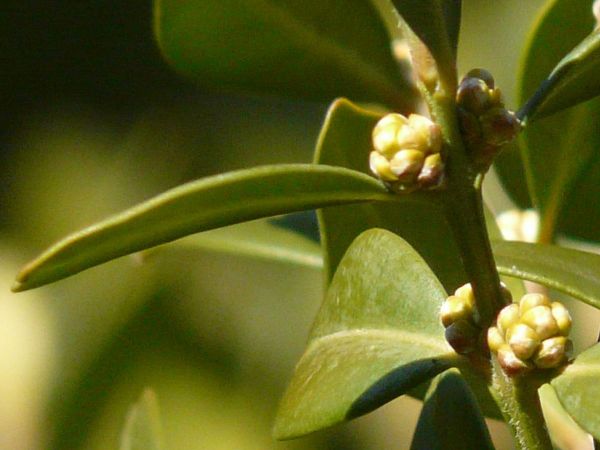 Buis fleurs a venir