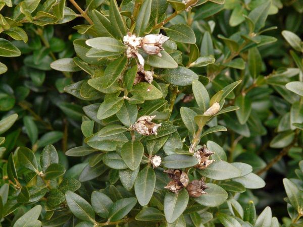 Buis fleurs anciennes