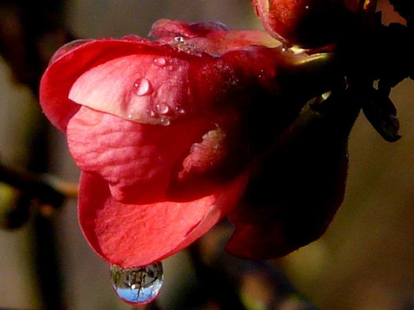 Cognassier-goutte maison