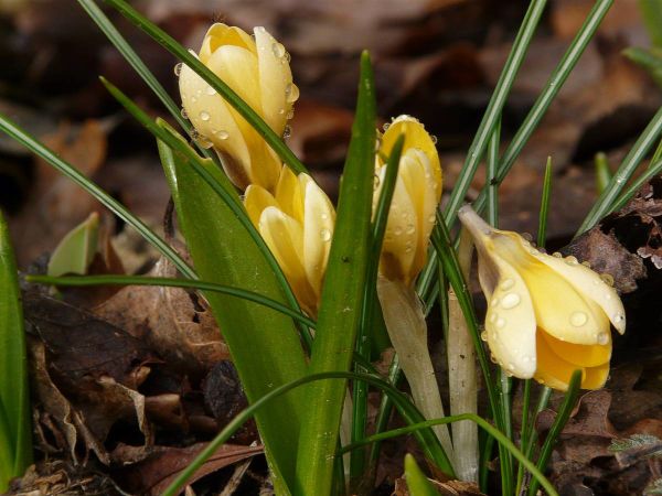 Crocus-gouttes eau