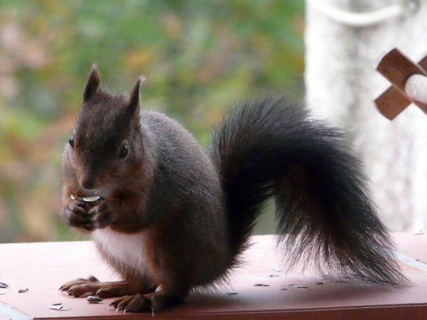 Ecureuil mange à 2 mains 01