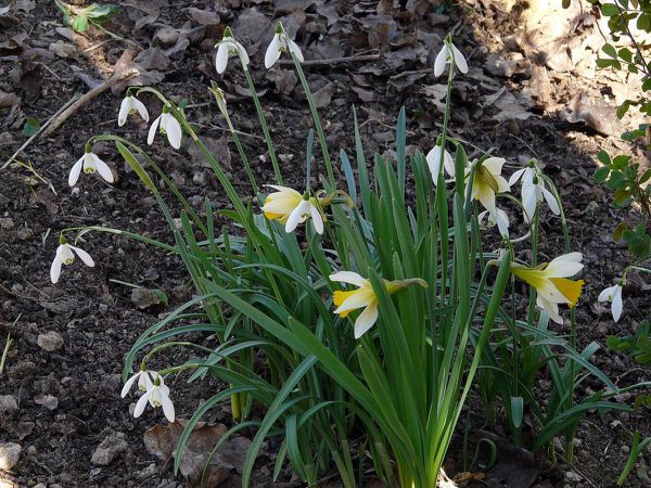 Narcisse et Perce neige