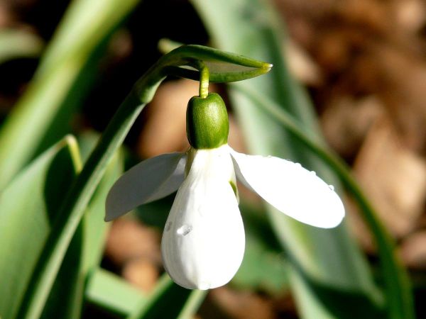 Perce-neige-clochette