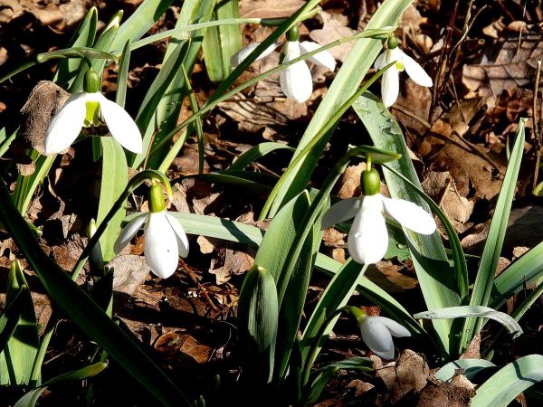 Perce-neige-groupe