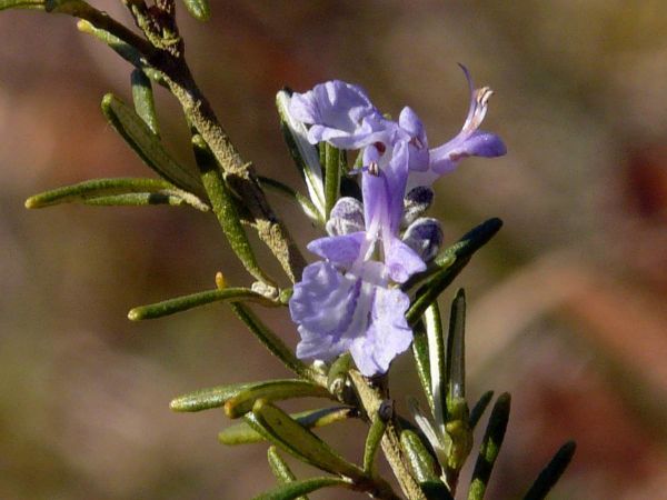 Romarin R-fleurs