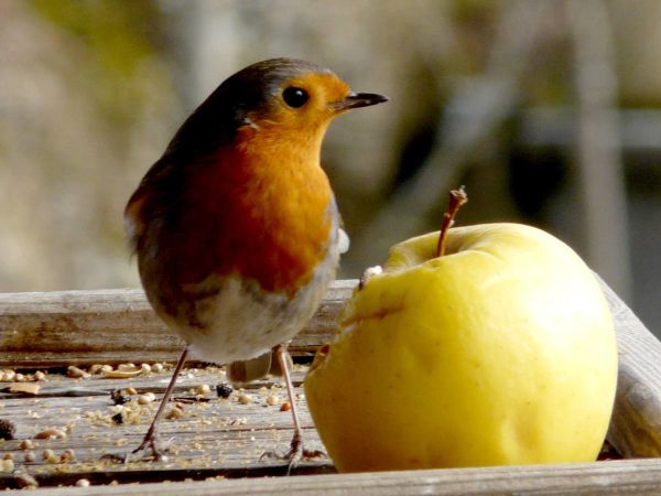 Rouge gorge pomme