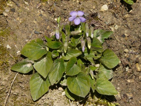 Violette un pied