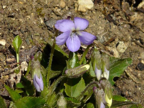 Violette