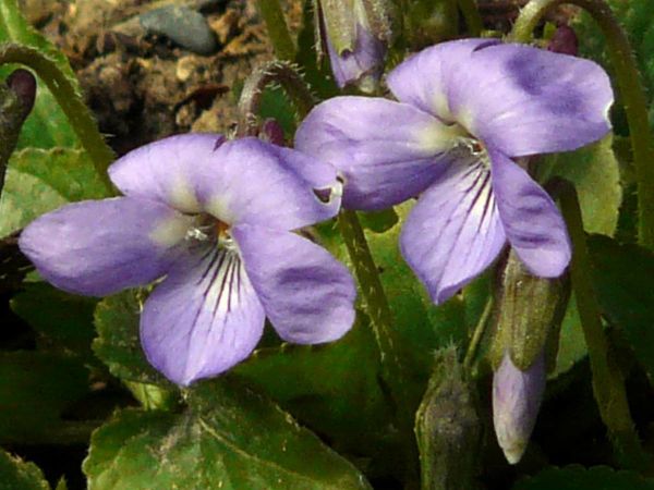 Violettes par2