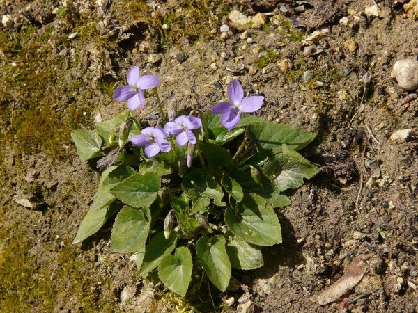 Violettes pied fleuri