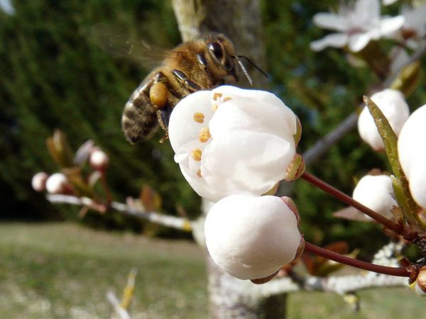 Prunier Bourgeons abeille