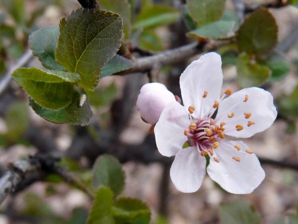 Prunier Bourgeons fleurs feuilles