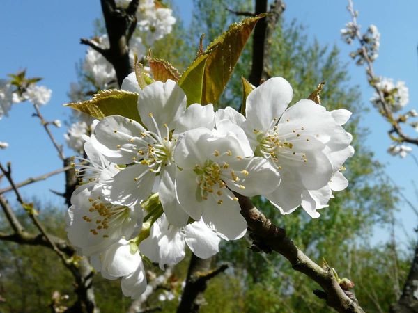 Cerisier haut fleurs
