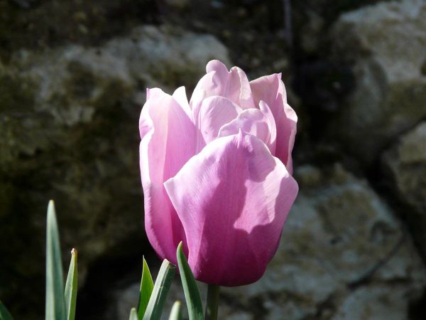 Tulipe-rose.jpg