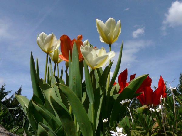 Tulipes-bouquet-sur-ciel.jpg