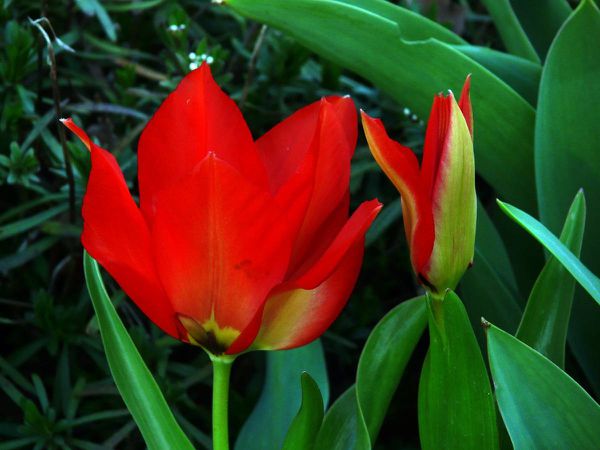 Tulipes petites rouge 05