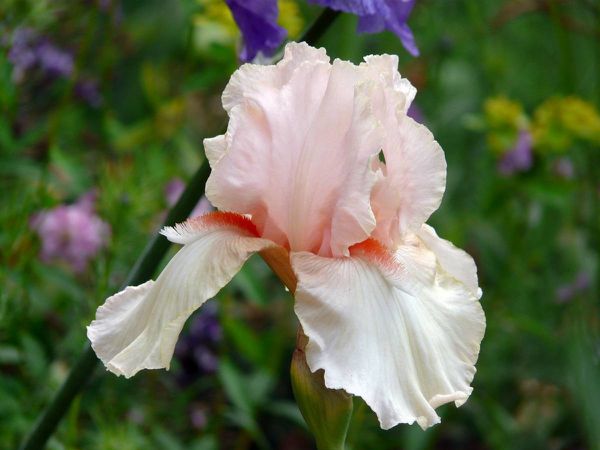 Iris---Blanc-rose-et-orange-01.jpg