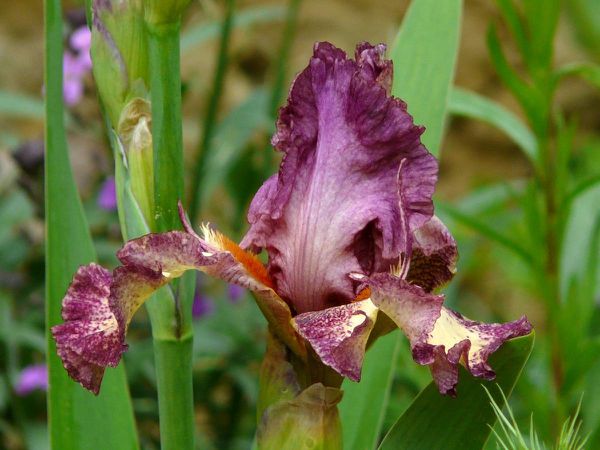 Iris orchi 02
