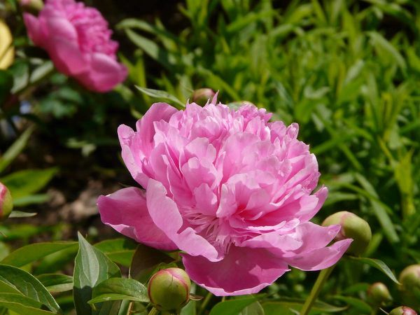 Pivoine devant 01