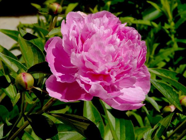 Pivoine devant 02