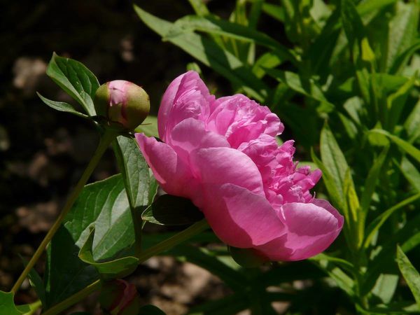 Pivoine devant 03