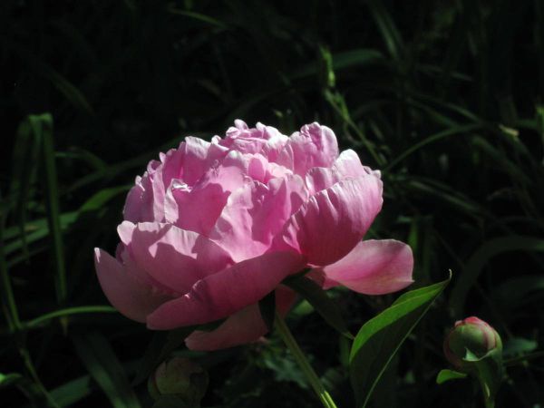 Pivoine-rose-fleur-et-bouton.jpg