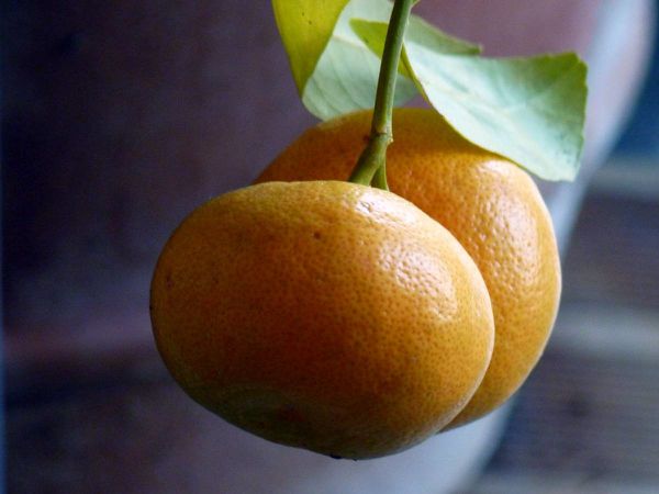 Mandarines.jpg