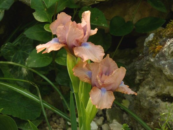 Iris lilliput Chanted
