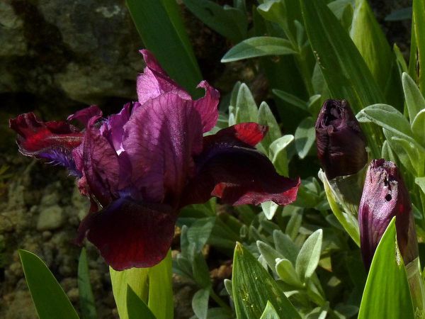 Iris lilliput Jeweler s Art