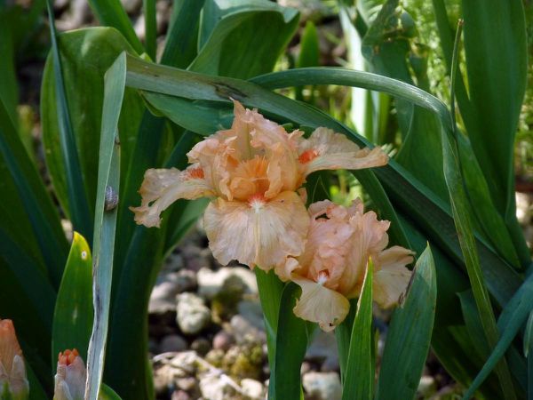 Iris lilliput Tickled Peach