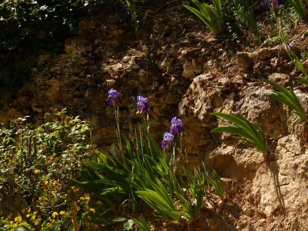 Iris violet dans la falaise