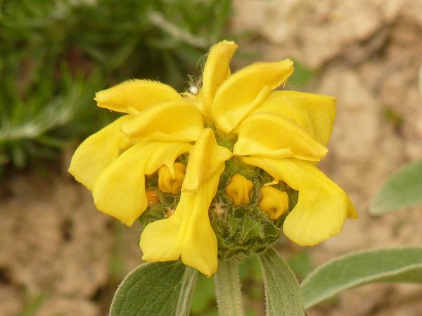 Phlomis Fruticosa-Sauge de Jérusalem
