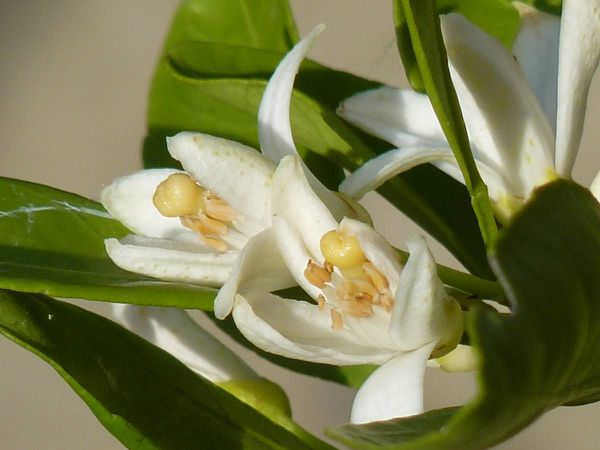 Mandarinier-fleurs