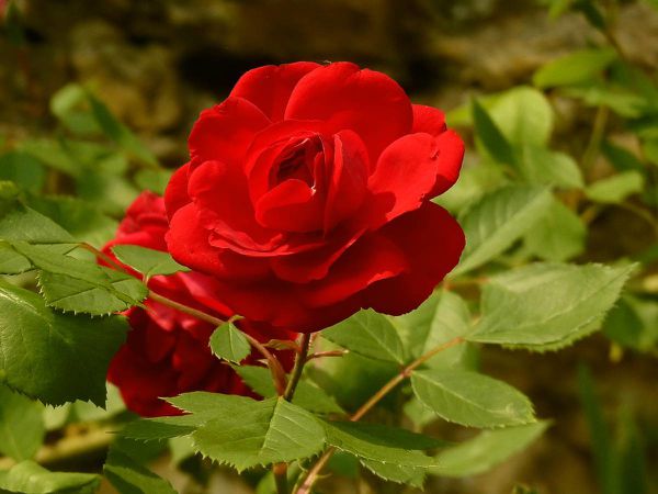 Rose rouge 2
