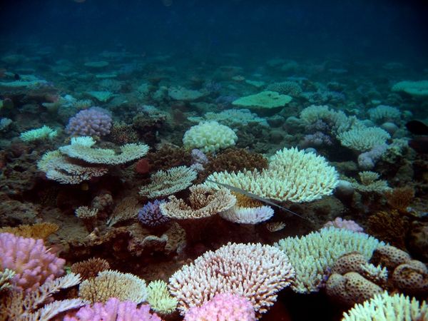 blanchiment corail avril 2010 mayotte (2)