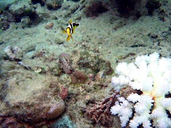 blanchiment corail avril 2010 mayotte (3)