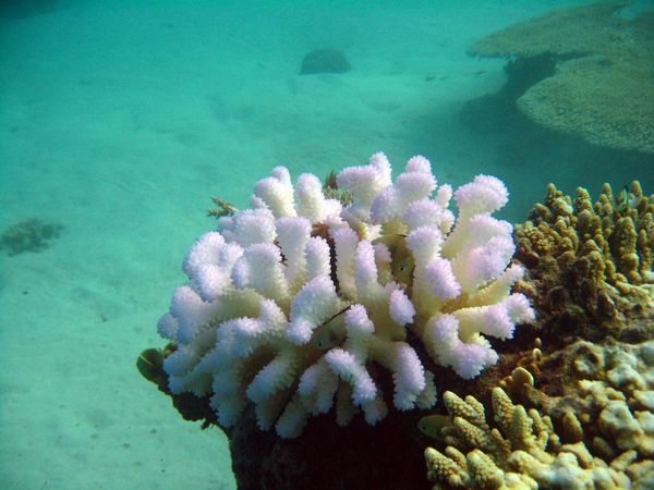 blanchiment corail avril 2010 mayotte (6)