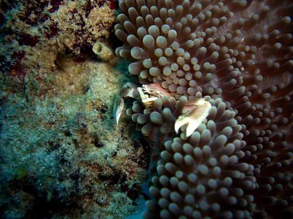 2010-01-16 Crabe porcelaine