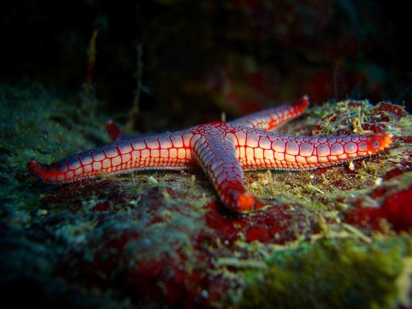 2009-11-25 Fromia monilis (5)