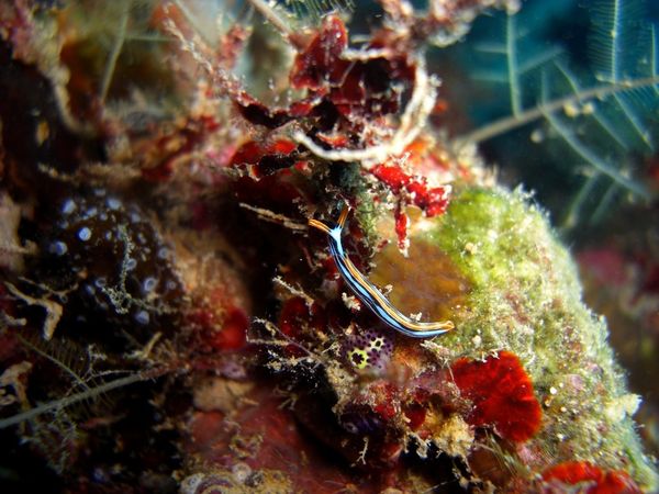 2010-03-24 Sacoglosse Thuridilla gracilis (14)
